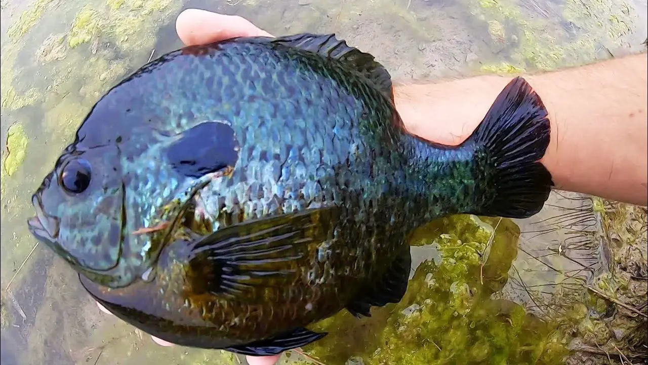 Physical Characteristics And Appearance Of The Black-Bluegill