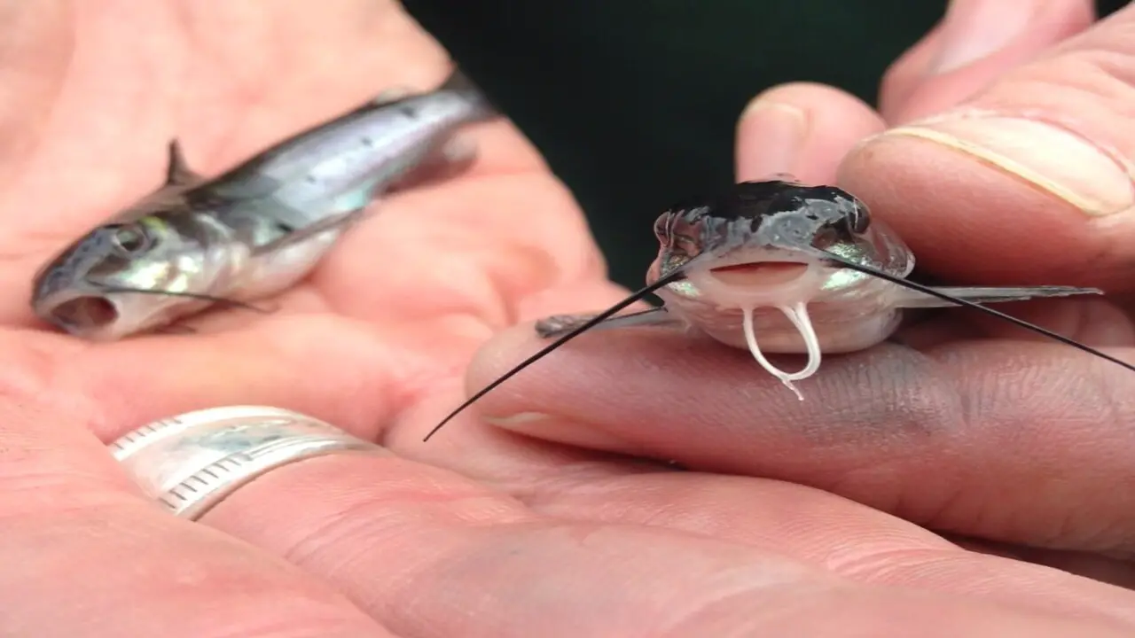 Physical Characteristics To Look For In Male Baby-Channel Catfish
