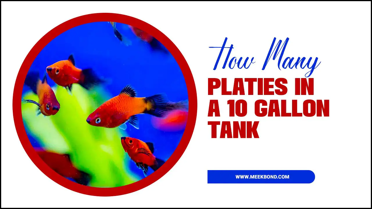 How Many Platies In A 10 Gallon Tank: A Quick Guide