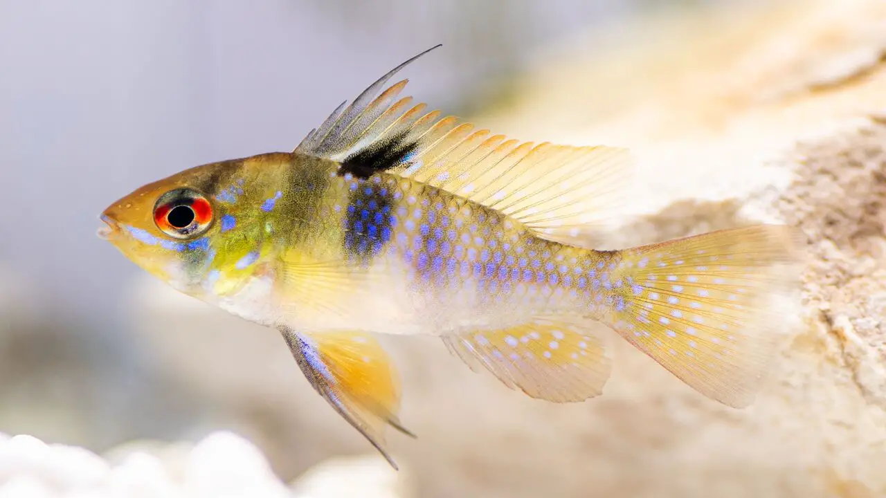Potential Difficulties When Keeping A German Blue Ram Female In Your Aquarium