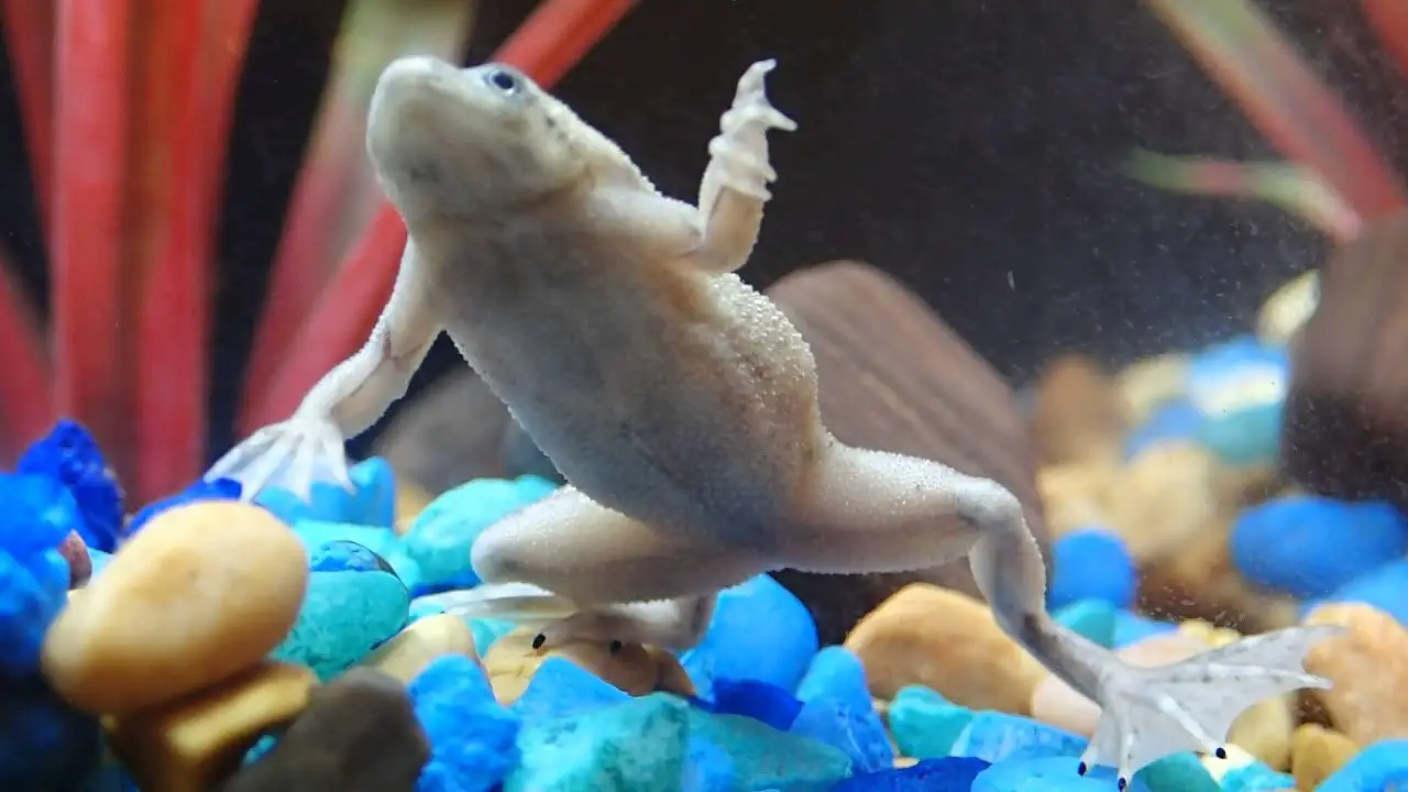 Preventing Future Instances Of Your African Dwarf Frog Lying On Its Back