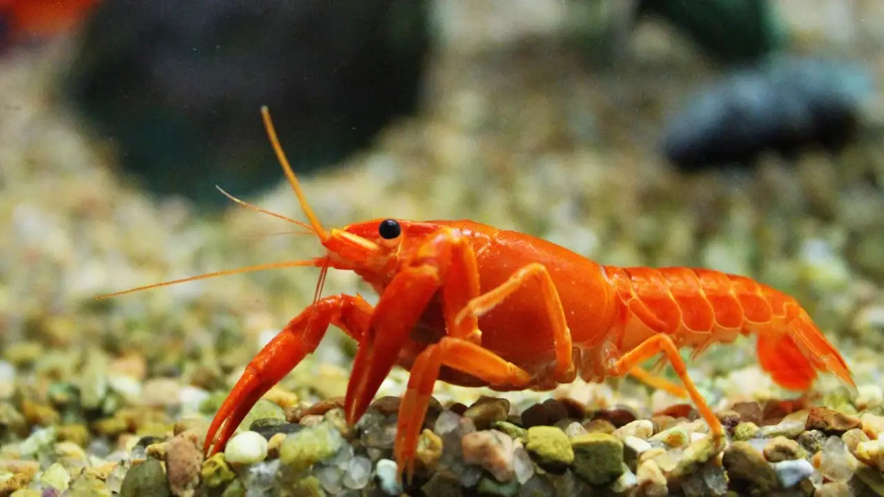Prevention And Care For Your Crayfish