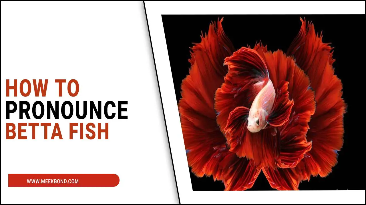 How To Pronounce Betta Fish: A Simple Guide