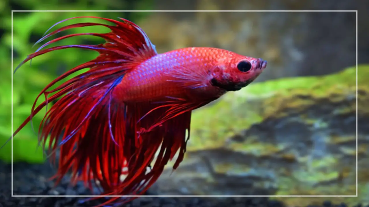 Properly Acclimating Your Betta Fish To The Epsom Salt Bath