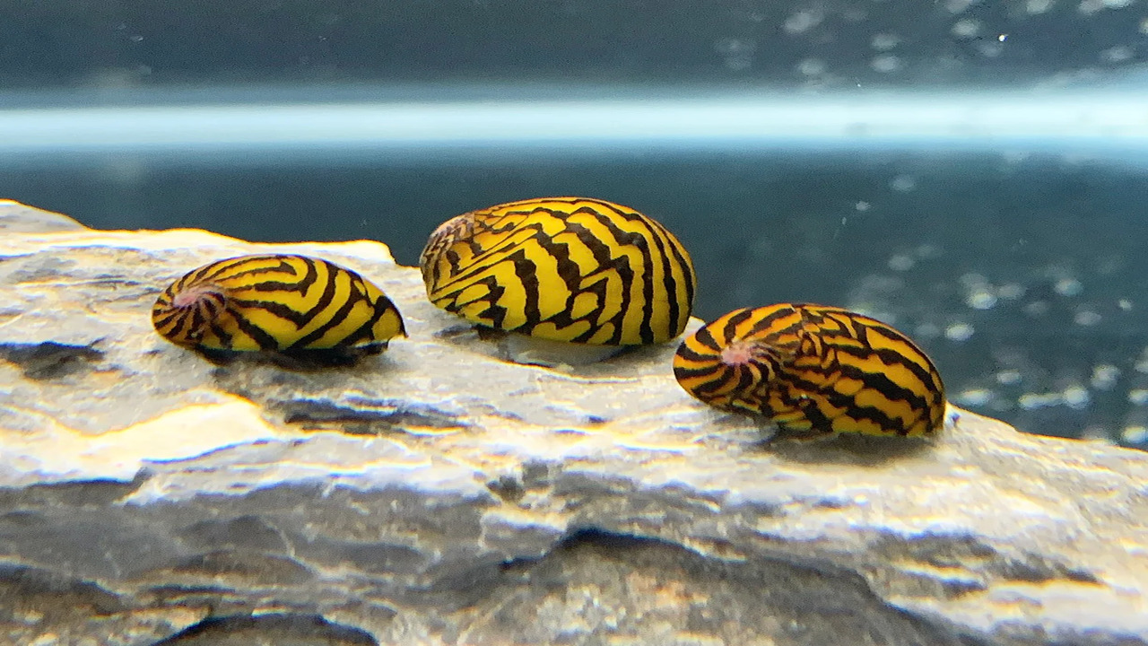 Providing A Proper Diet And Nutrition For Breeding Nerite Snails