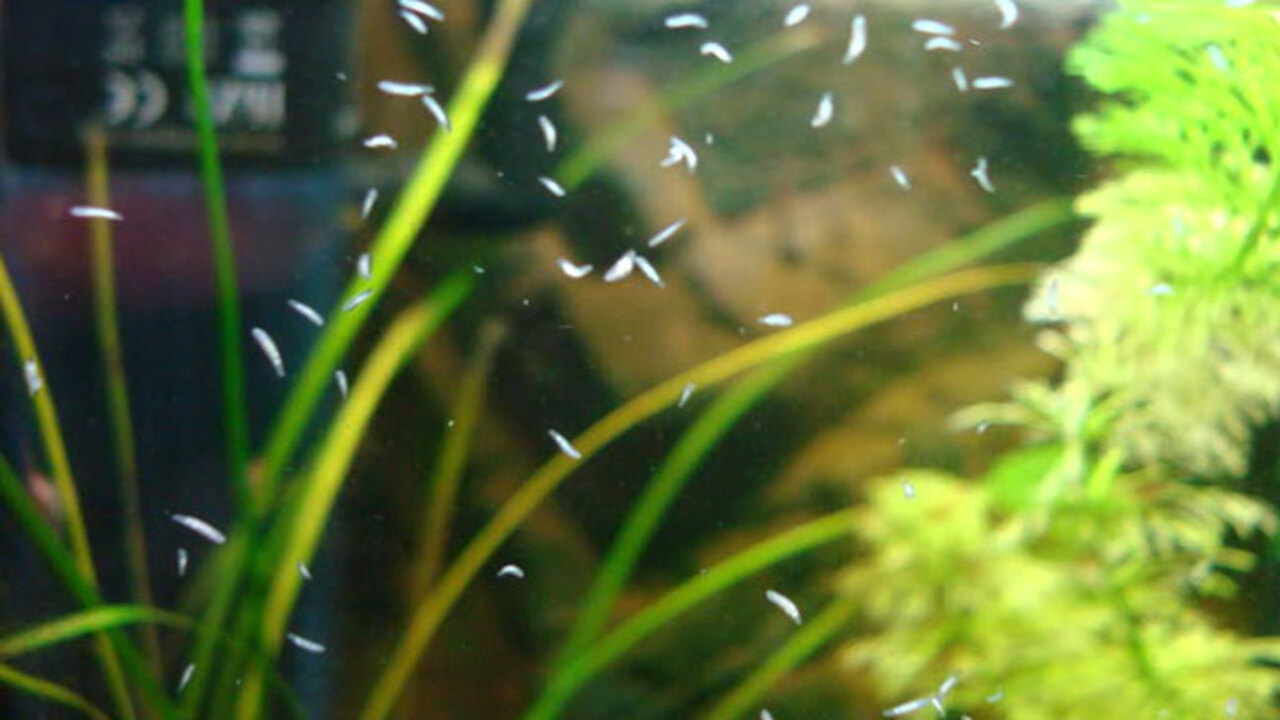 Reasons For Growing Brown Worms In Aquariums