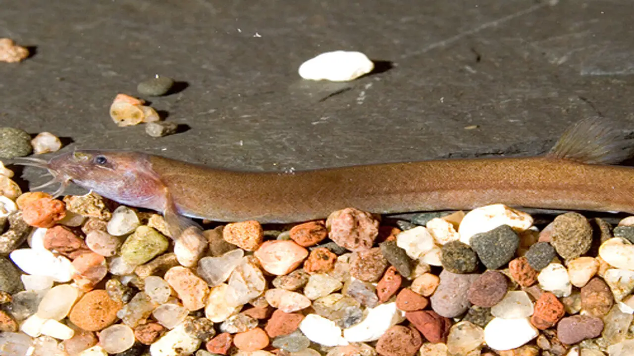 Reproduction And Breeding Of Java Loaches