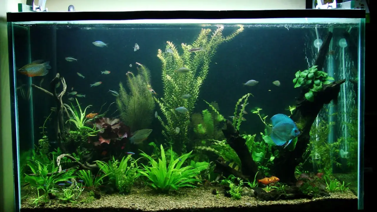 Researching The Compatibility Of Different Fish Species And Tank Mates