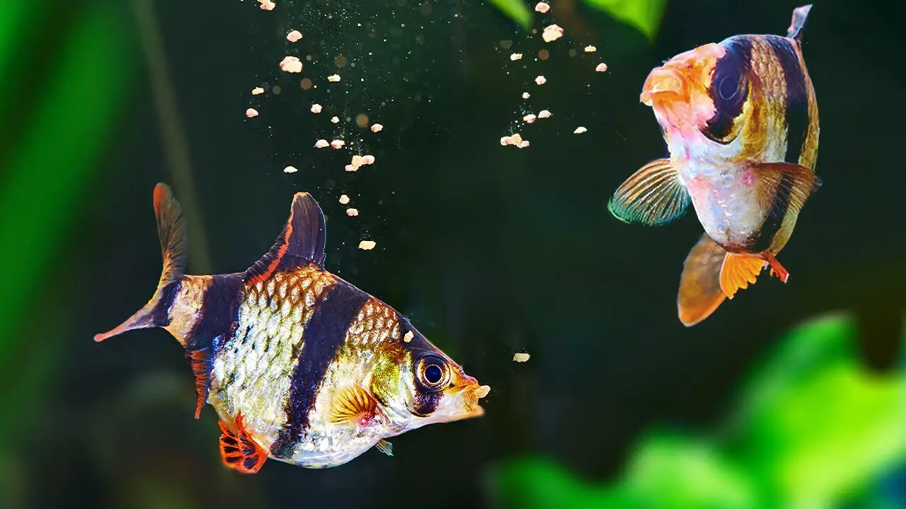 Risks Of Feeding Tropical Flakes To Goldfish