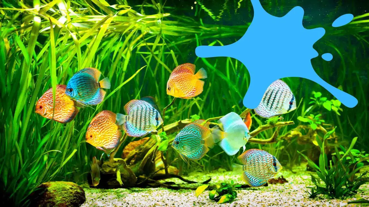 Safe Aquarium Paint User Guide That's Non-Toxic For Fish