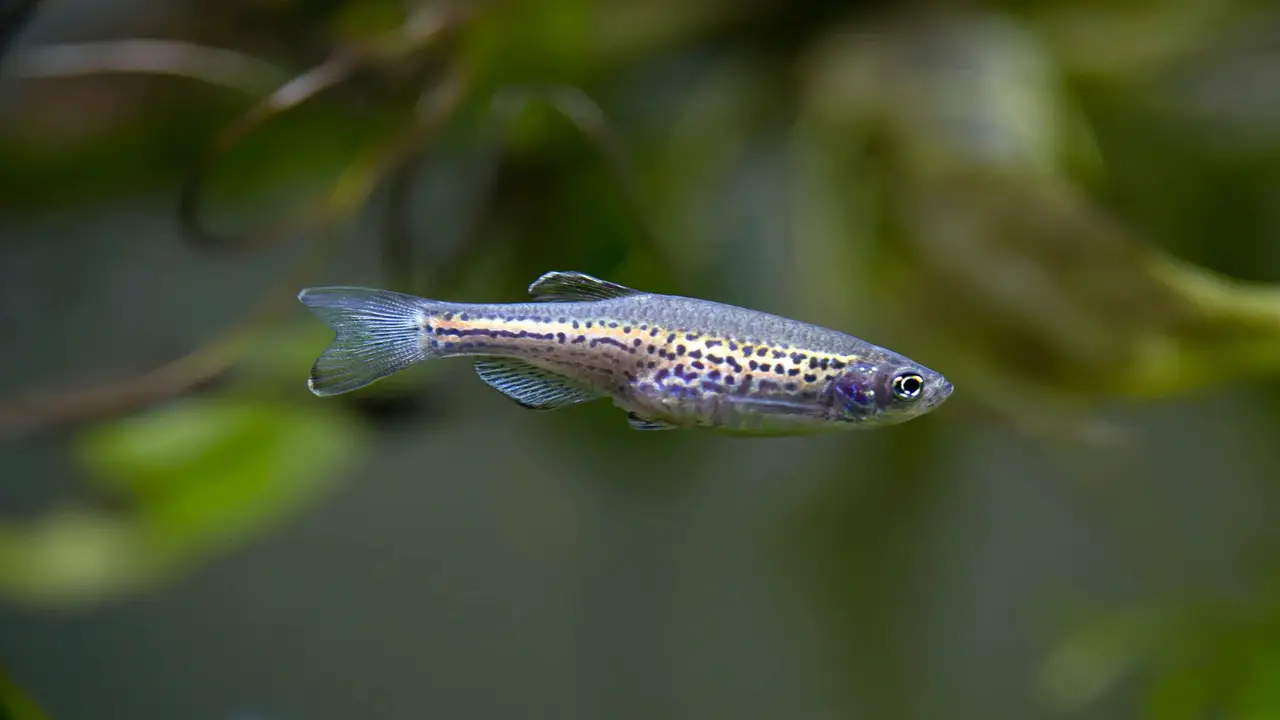 Setting Up The Ideal Environment For Breeding Leopard Danios