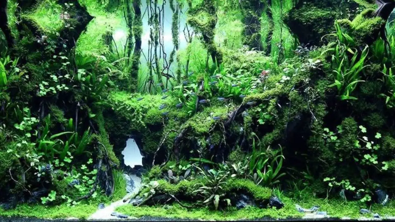 Setting Up The Perfect Environment For Java Moss