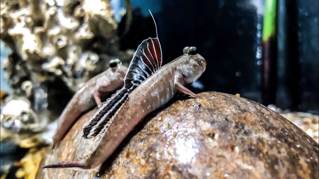 Setting Up The Perfect Habitat For Your Mudskipper