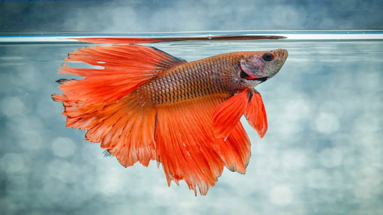 Signs And Symptoms Of Parasite Infestation In Betta Fish
