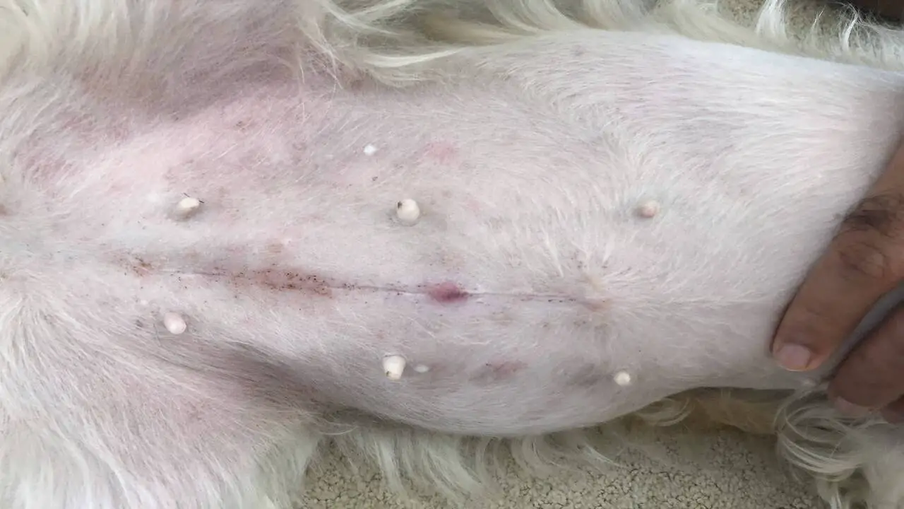 Signs Your Dog Might Have A Skin Infection