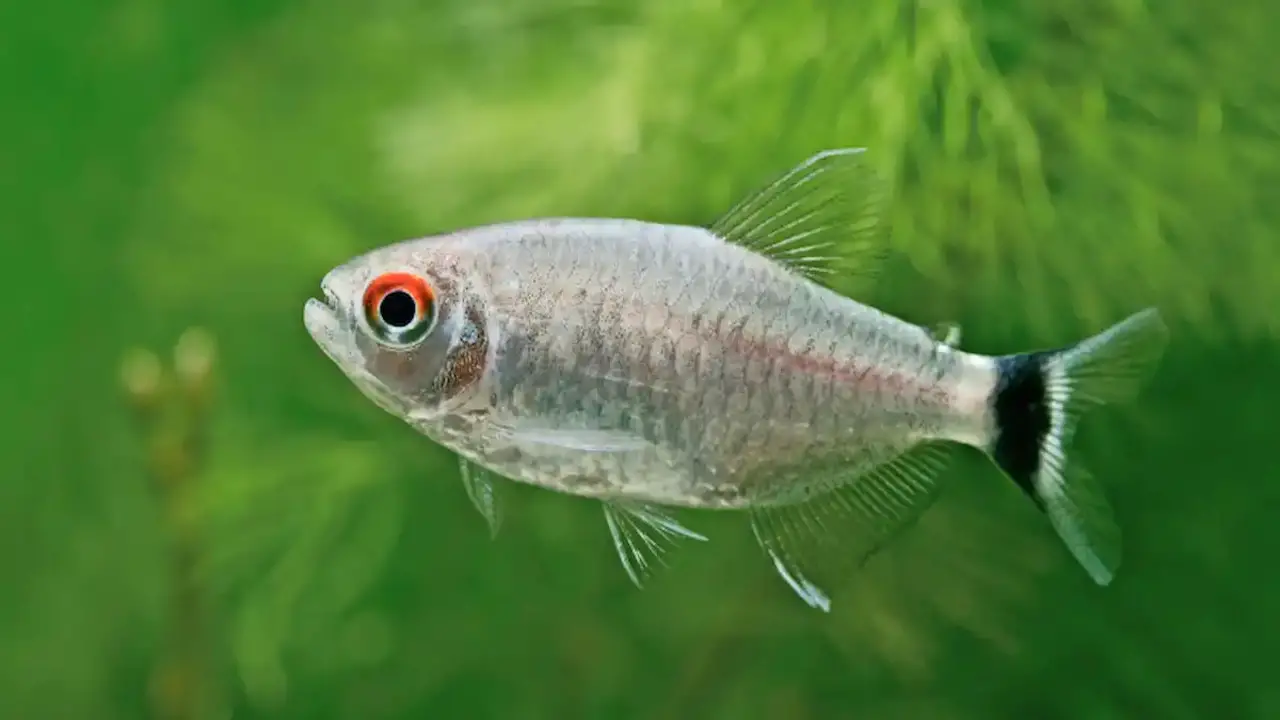 Silver Colored Fish That You Can Keep In Your Aquarium