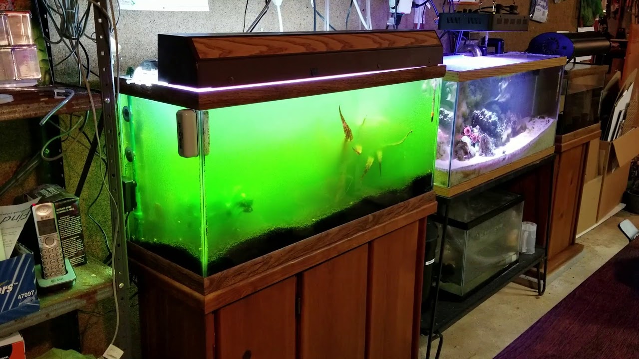 Size And Capacity Requirements For Your Specific Aquarium
