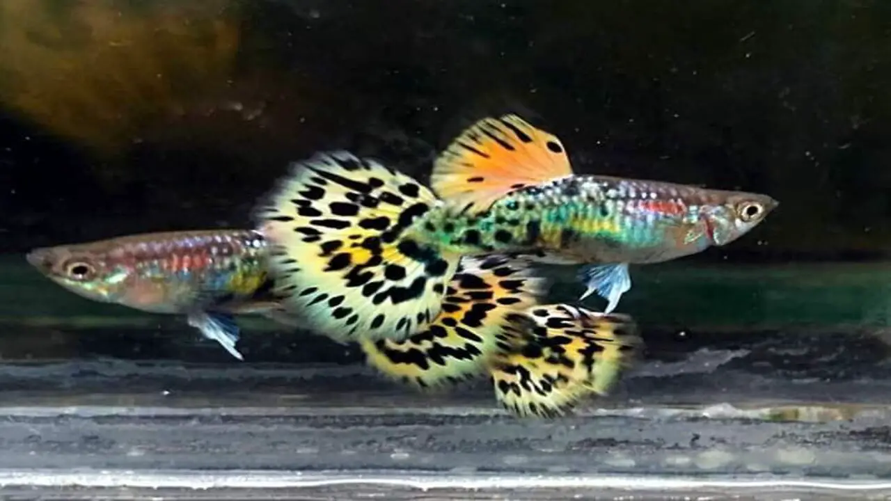 Social Hierarchy And Territory Establishment Among Guppies