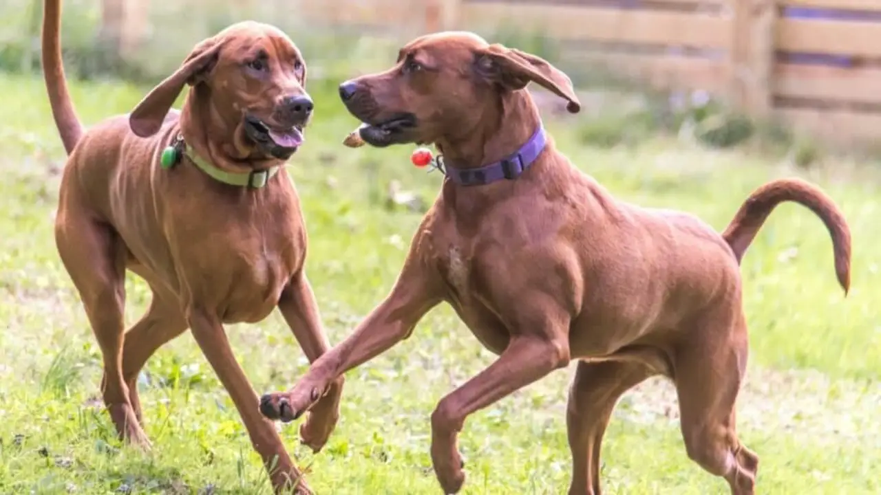 Socialize Your Redbone Coonhound