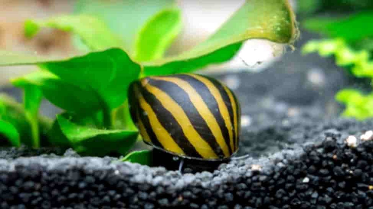 Step-By-Step Guide On How To Breed Nerite Snails