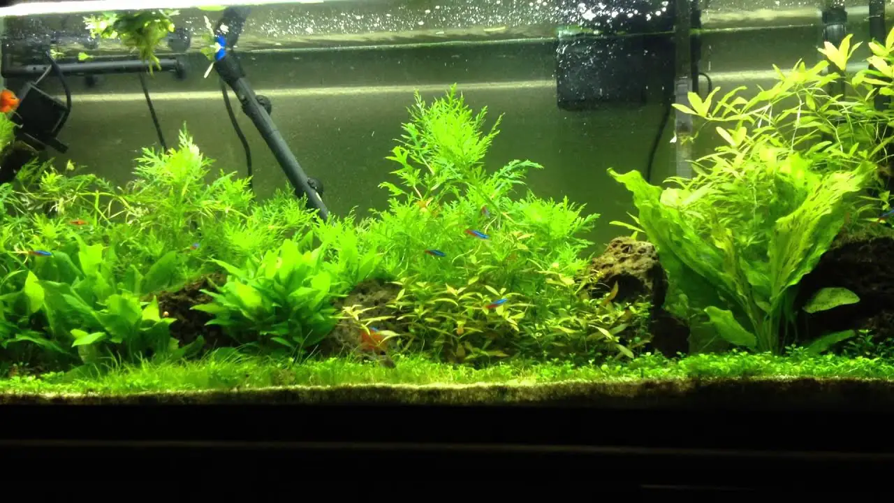 Step-By-Step Guide To Cleaning This Sand Aquarium