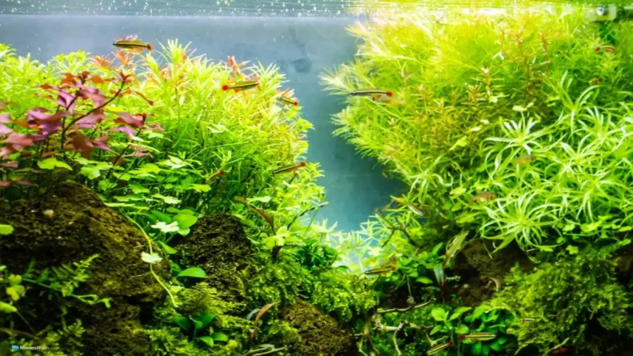 Steps To Grow Petco Aquarium Plants