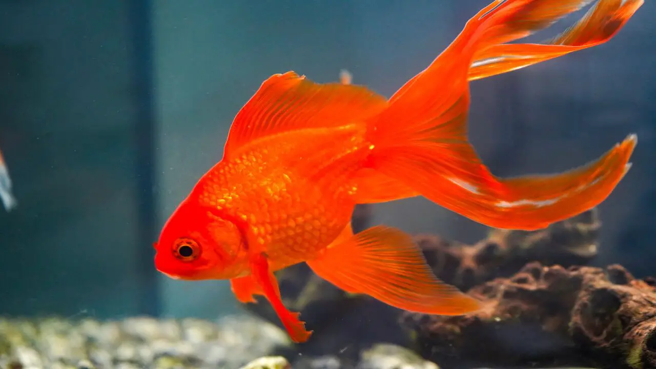 Steps To Remove The White Film On Goldfish