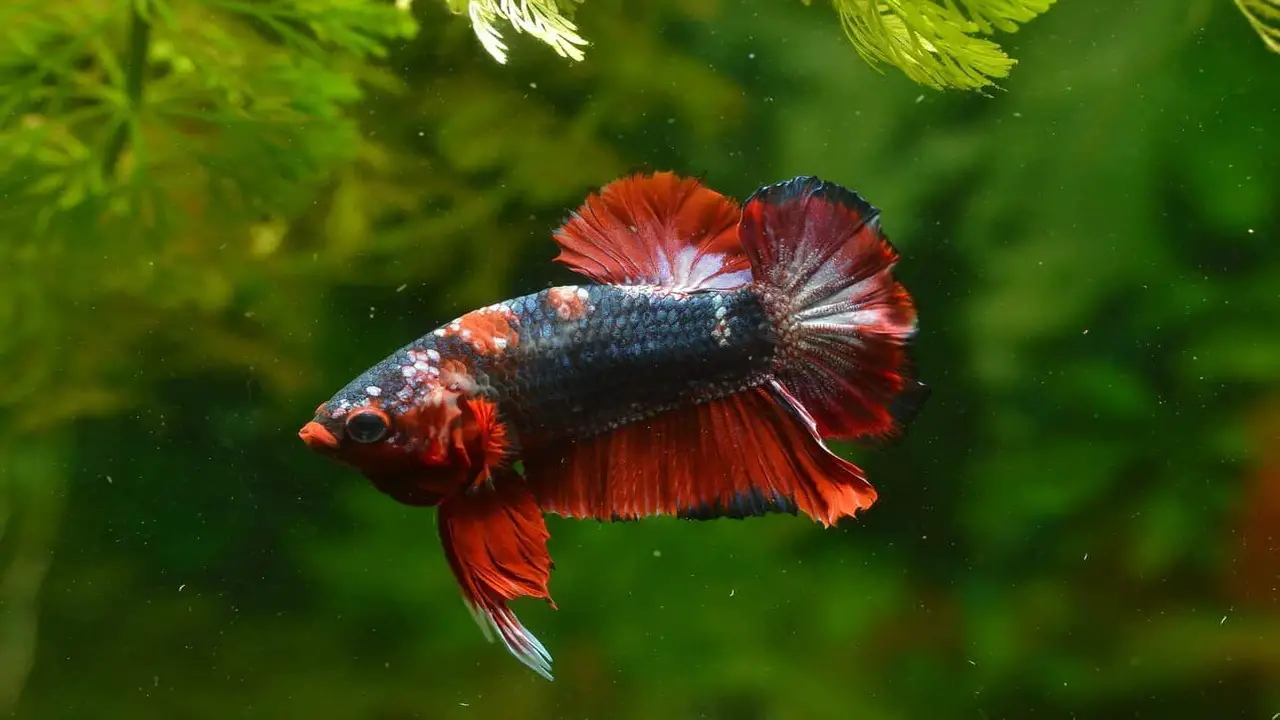 Steps To Take If You Suspect Your Betta Fish Has Columnaris Betta Disease