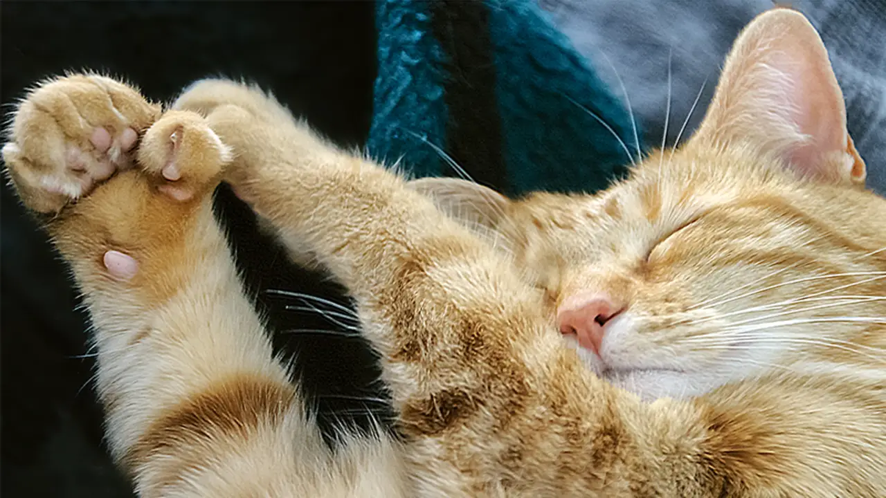 Syndactyly Cats: How This Rare Condition Affects Your Feline Friend