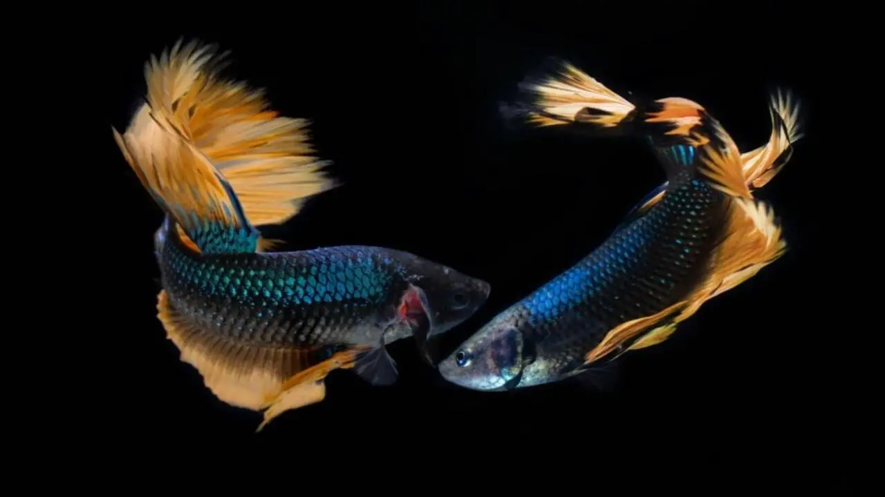 The Appeal Of Goth-Fish In Aquariums