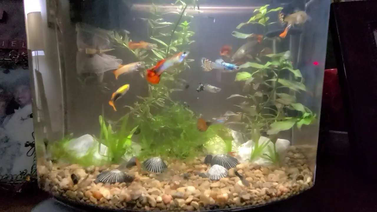 The Appropriate Number Of Guppies For A 3-Gallon Tank