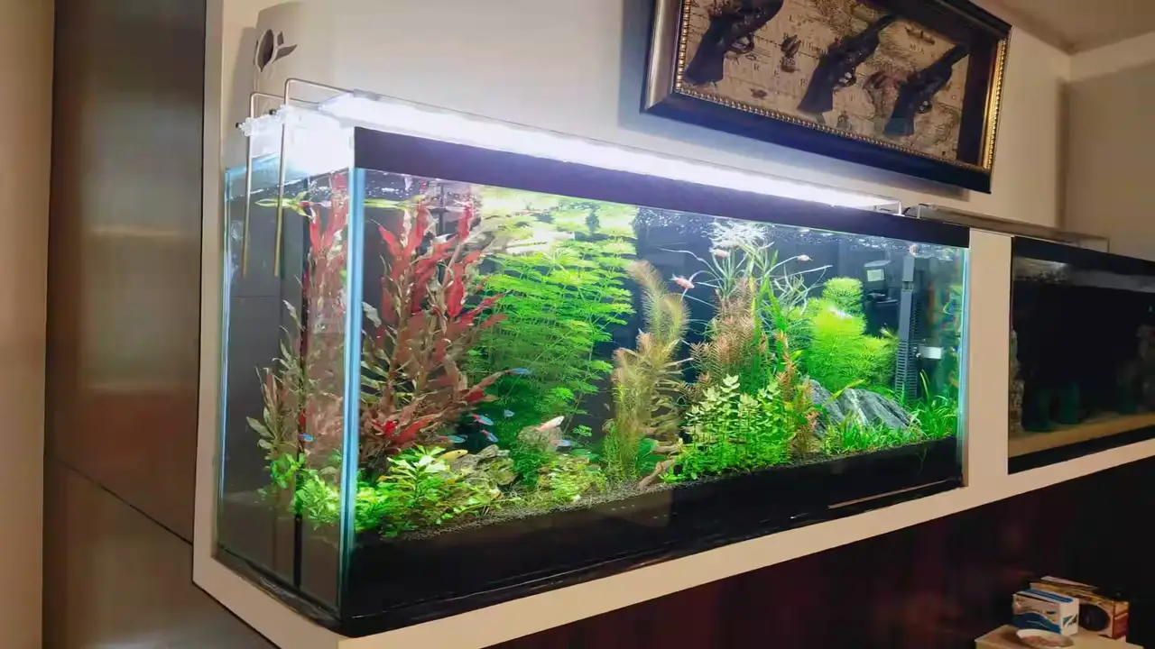 The Challenges Of Maintaining A Fish-Tank Fireplace