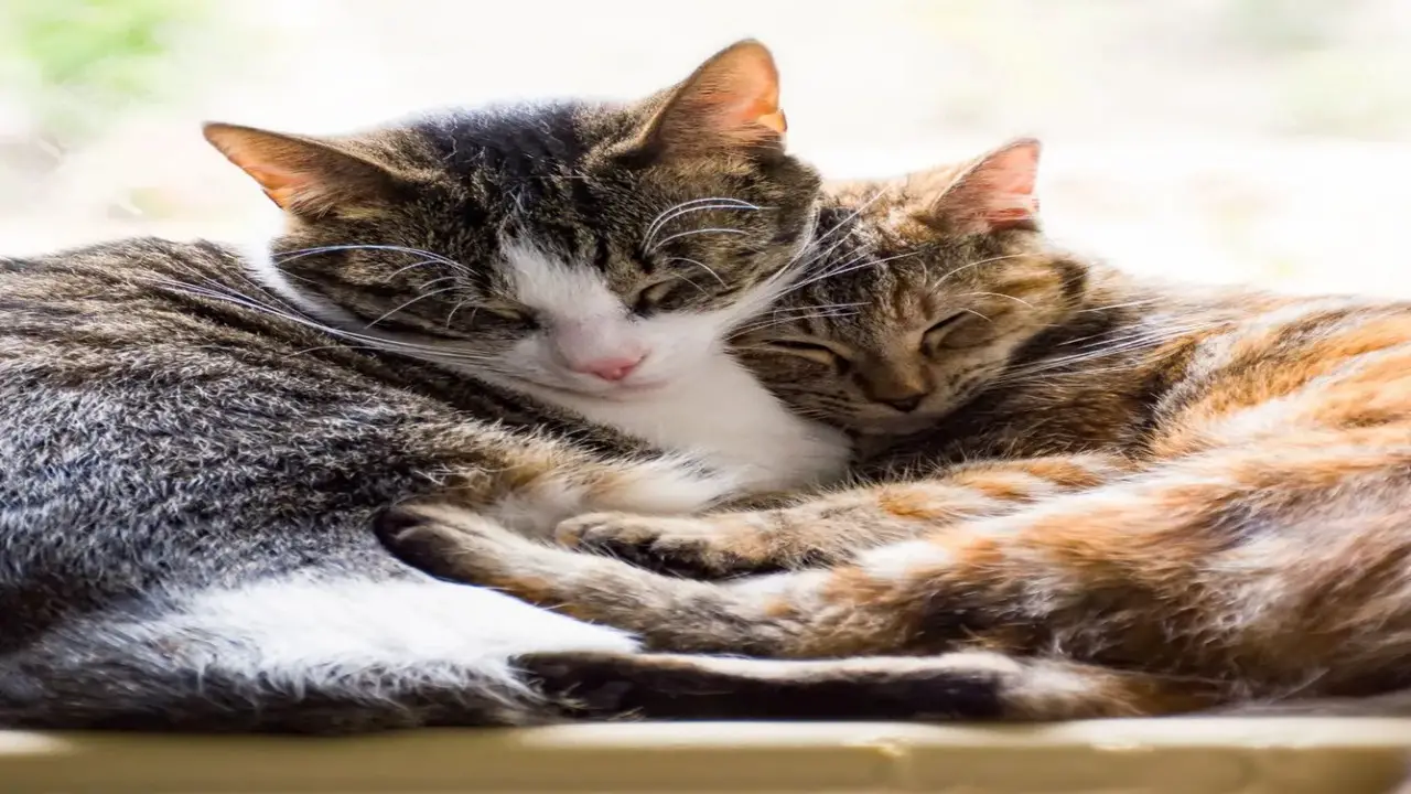 The Connection Between A Cat's Age And Affection Level