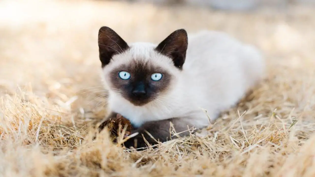 The Genetics Of White Paws In Siamese Cats