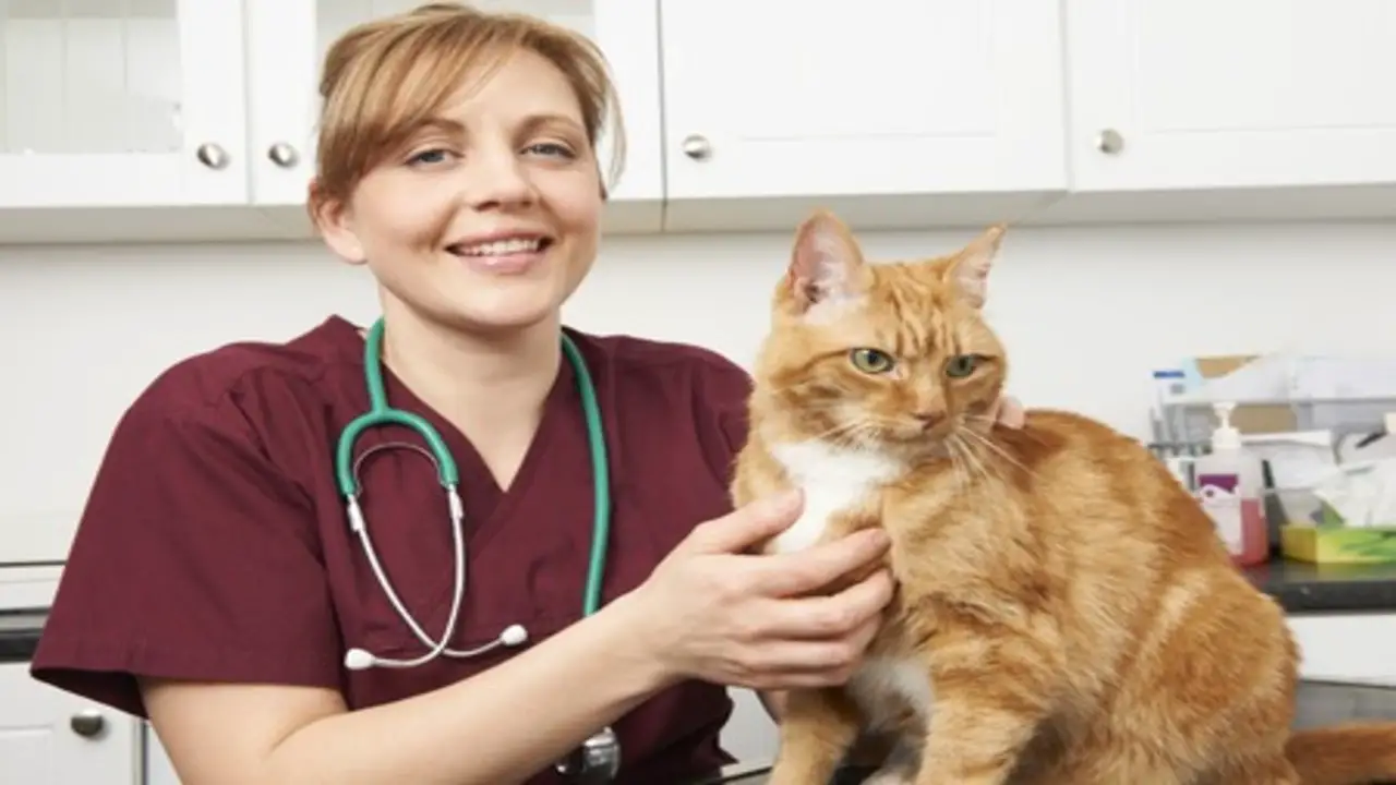 The Impact Of Spaying On Cats
