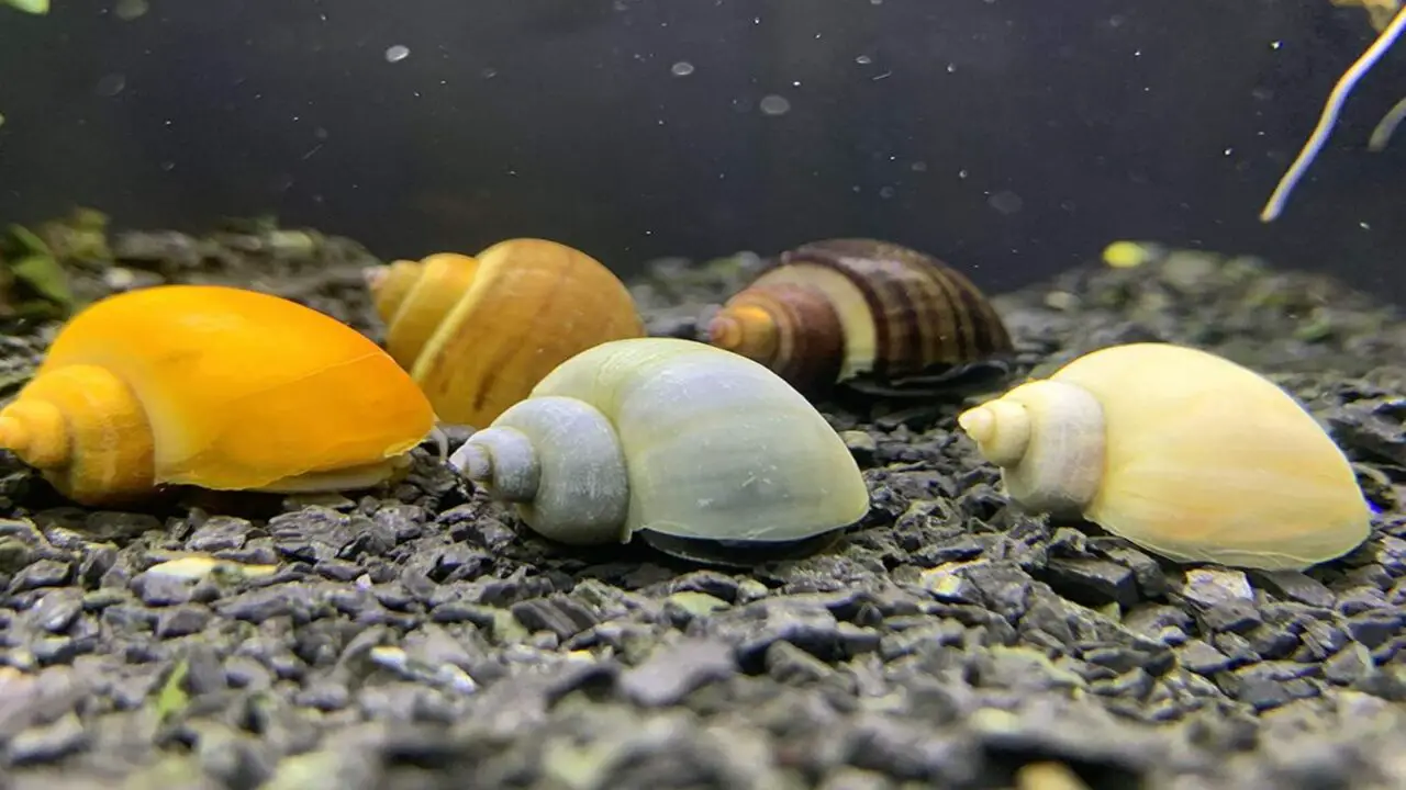 The Importance Of Calcium For Snails Growth And Development