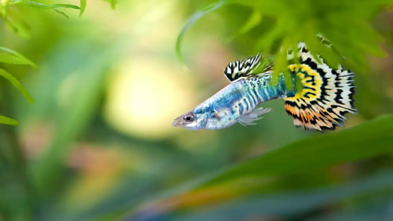 The Natural Behaviour Of Guppies In The Wild