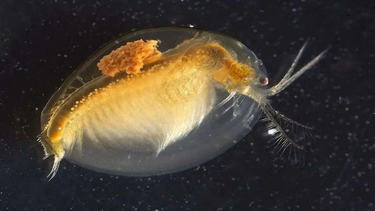 The Natural Habitat Of Seed Shrimp