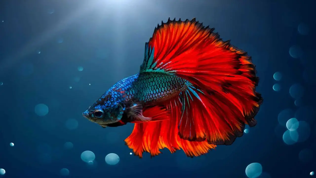 The Origins Of The Name 'Betta'
