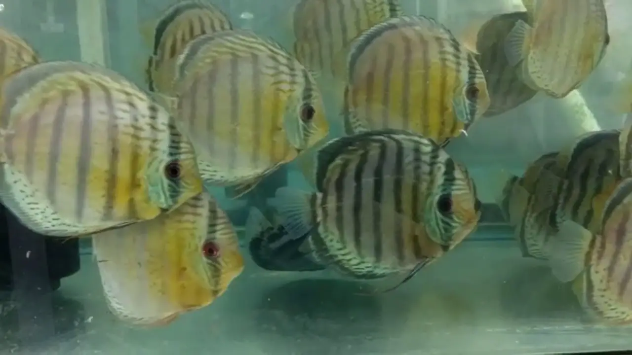 The Plural Of Discus Fish: Discuss Everything