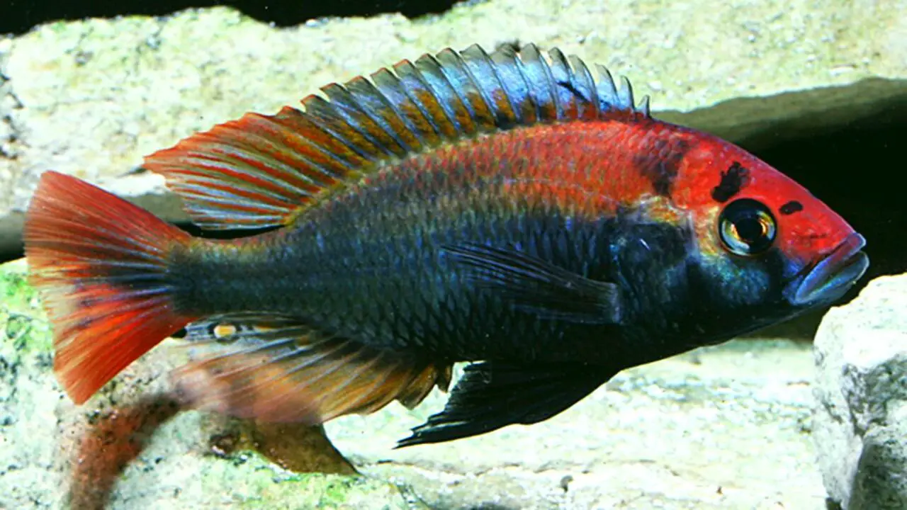 Tips And Tricks For Breeding Ruby Green Cichlid