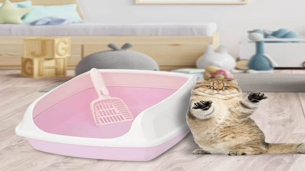 Tips For Choosing The Suitable Hello-Kitty Litter Box For Your Cat's Needs