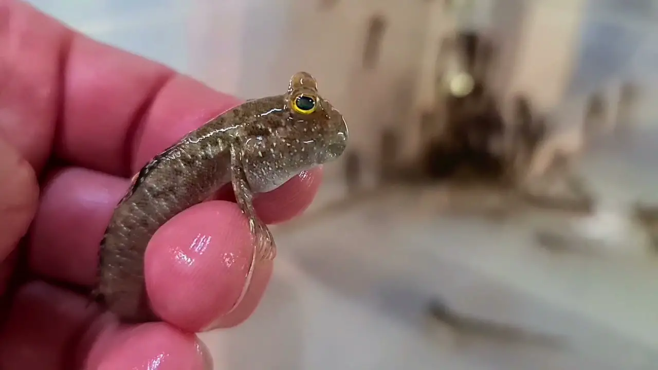 Tips For Handling And Interacting With Your Mudskipper