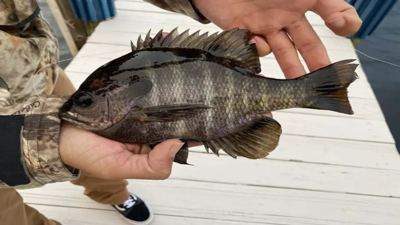 Tips For Locating And Targeting Black-Bluegill Fish
