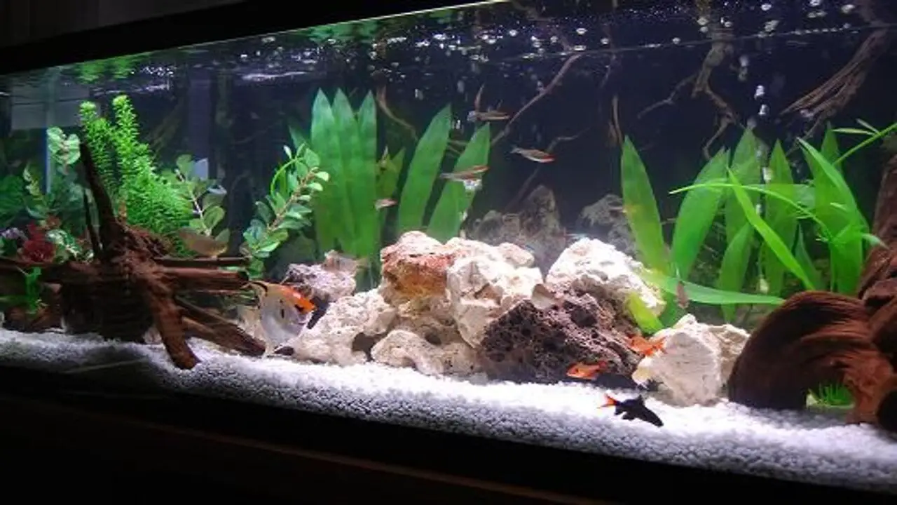Tips For Maintaining A Healthy And Balanced Aquarium Environment