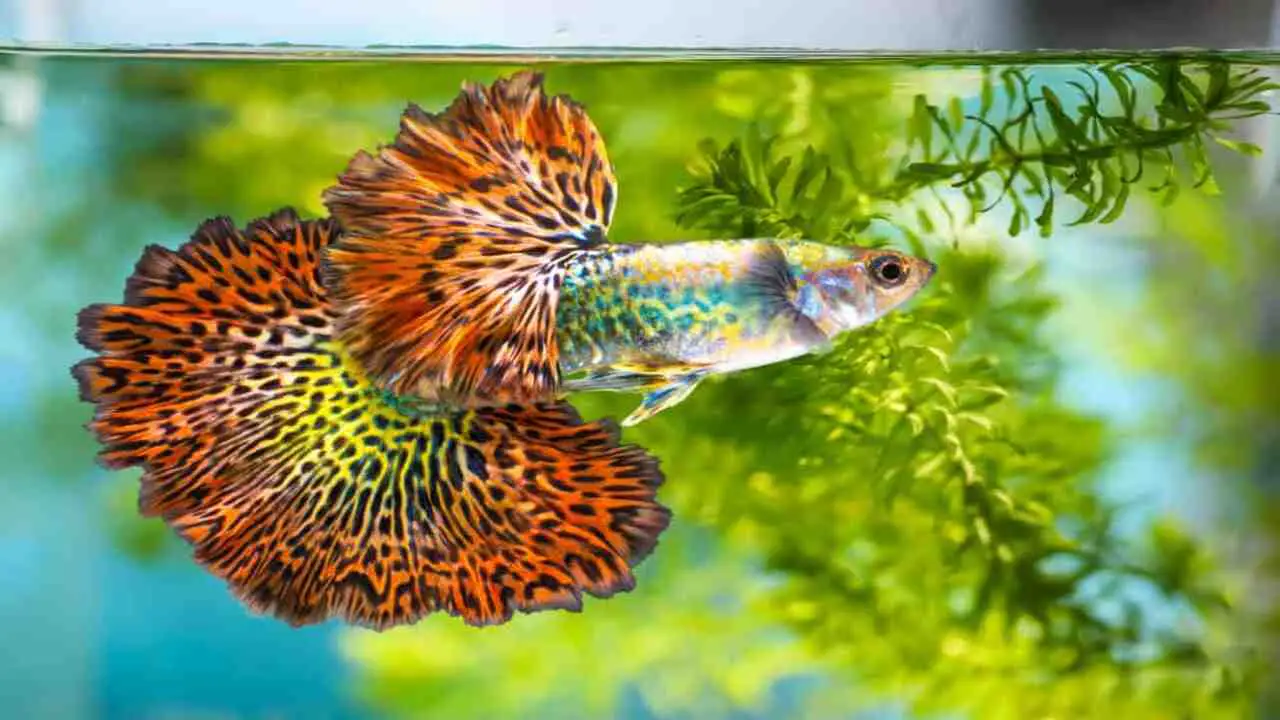 Tips For Maintaining A Healthy And Happy Swamp Guppy