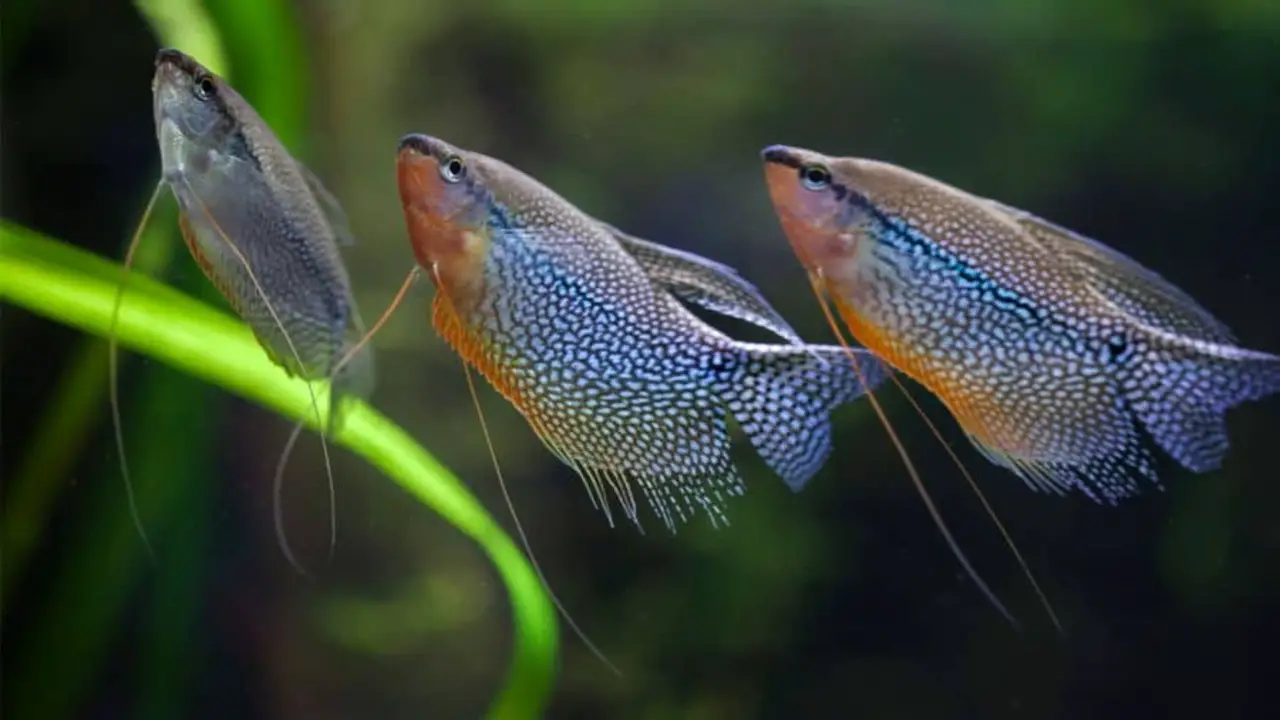 Tips For Maintaining A Healthy Bubble Nest In Your Aquarium