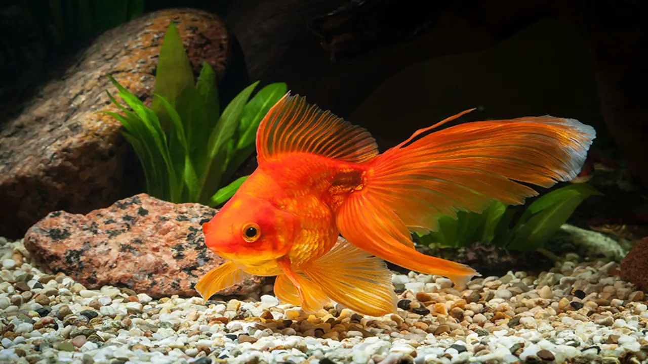 Tips For Maintaining A Healthy Environment For Your Goldfish