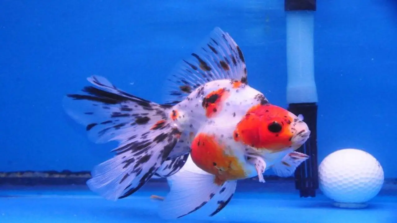 Tips For Maintaining The Health And Quality Of Goldfish Purchased From Dandyorandas