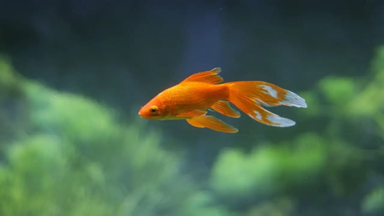 Tips For Maintaining The Right Temp For Goldfish